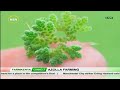 Azolla Farming: Here Is All You Need To Know Before Venturing Into It