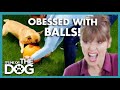 Victoria concered about Frenchie's Obession with Balls😳 | It's Me or The Dog