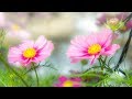 Morning Relaxing Music - Springtime Music, Study Music, Stress Relief (Ruby)