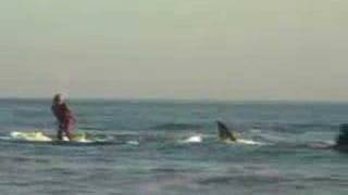 Shark surfer
