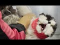 An extreme EMERGENCY situation... | Persian Cat