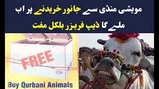 Buy animal and get free deep freezer in Karachi cattle market