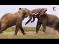 Elephant fight
