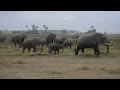 Familia de elefantes en Amboseli