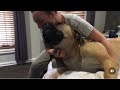 Big Boerboel Loves Cuddles #boerboel #viralvideo #doglover