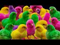 Catch Cute Chickens, Colorful Chickens, Rainbow Chickens, Rainbow Chickens, Dogs, Cats, Rabbits