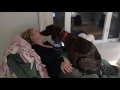 Dog loves his mommy!  - German Shorthaired Pointer kissing/licking and being a lap dog!