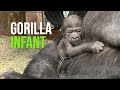 Western Lowland Gorilla Born at the Smithsonian’s National Zoo and Conservation Biology Institute
