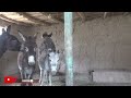 JUN 25 Donkey and donkeys groom each other New meeting Murrah