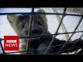 Inside a Russian fur farm - BBC News