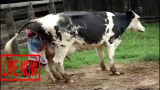 Intelligent Technology Smart Farming Automatic Cow Milking Machine, Feeding, Cleaning, Washing #SON