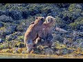 Epic Bear Fight - EXTENDED EDITION - more footage added to beginning and end of the fight.