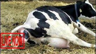 Intelligent Technology Smart Farming Automatic milking machine Feeding Cleaning Operation Cow #ARJ