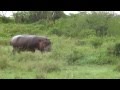 Hippo running into the pond, Serengeti National Park