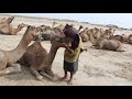 kharai camel -The love of camel