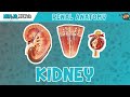 Renal | Kidney Anatomy Model