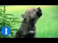 Baby Wolf Pups Howling - CUTEST Compilation