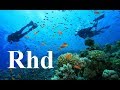 Download Carnivores of the Coral Garden Nature Sea, 2018 HD Documentary. mp4 3gp mp3 videos - waplic