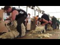 Northumberland 2016 Open Sheep shearing final - WATCH IN HD