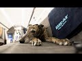Bark Air Made An Airline Just For Dogs