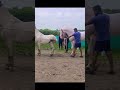 Beast 68 inch Stallion #shorts #horse #breeding #horsevideo #horselover #horses #2022 #youtubeshorts