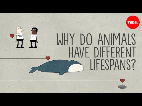 Why do animals have such different lifespans Joao Pedro de Magalhaes