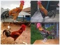 Download Kumpulan suara ayam pelung juara yang panjang keras merdu dan indah full hd