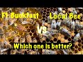 How good is this local queen bee compared to a F1 Buckfast?