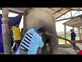 Chitwan National Park officials care elephant more than their life: Dystocia case treatment, Nepal