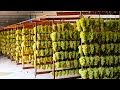 DRIED FRUIT Making Process from Figs, Dates, Grape,Avocado in Factory - Dried Fruit Production 2024