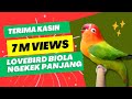 Download Lovebird ngekek - lovebird biola ngekek panjang