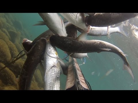 как ловить лобана в море как ловить лобана в море