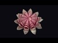Red Onion Lotus Flower - Beginners Lesson 11 By Mutita The Art Of Fruit And Vegetable Carving Video
