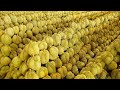 Durian Fruit Harvesting Process Collection on Durian Farm - Thai Street Food
