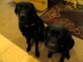Funny Dog snitches on sibling.  Who stole the cookie? www.barkbadges.com