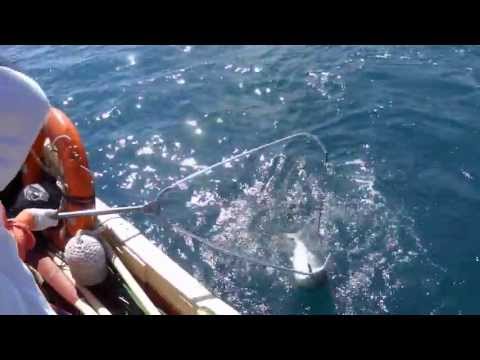 как ловить в крыму на черном море как ловить в крыму на черном море