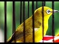 Download Pleci mata putih dada kuning gacor dor