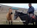 Neues Video über das Leben der Pferde 2024 #4