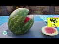 How-To Carve a Watermelon Shark