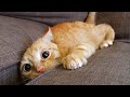 New Cute and Funny Animals 2024 🤣 Funniest Cats and Dogs Videos #42