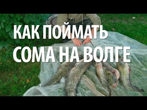 на что ловить на сома на волге видео на что ловить на сома на волге видео