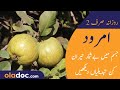 Amrood Khane Ka Fayde/Fawaid- Benefits of Guava - Best Time & Way To Eat Guava Amrud Khane Ka Tarika