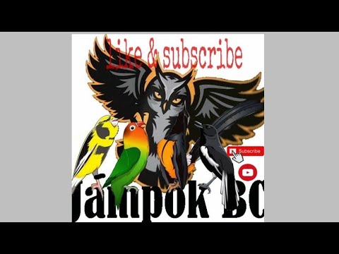 Download lovebird non klep sang juara free