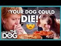 Owner Feeds her Over-weight Dog Pizza for Dinner😳 | It’s Me or The Dog