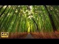 Stunning Forests Views 4k with relaxation music
