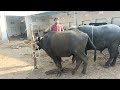 New hot buffalo meeting and cow meeting and elephant meeting(4)