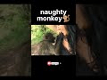 naughty monkey | viral monkey video #shorts #monkey #viralvideo #funny #viral #reels