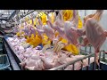 Amazing ! Korean Chicken Factory, production of Dakgalbi | Korean Street food