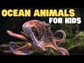 Ocean Animals for Kids | Learn all about the Animals and Plants that Live in the Ocean