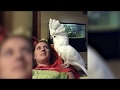 Funny Parrots singing and Dancing